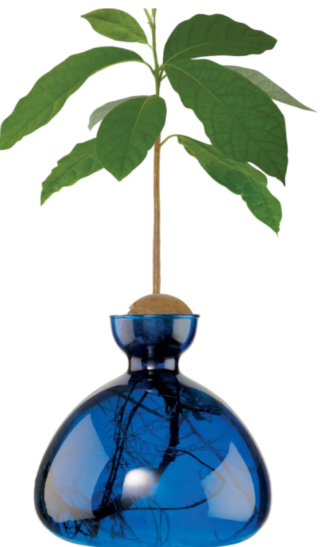 Avocado Vase Lapisblau